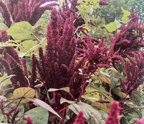 Tall, vibrant amaranth plants serving as a natural trellis for climbing dry pole beans in a home garden, showcasing a symbiotic planting method.