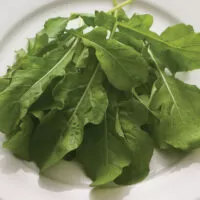 arugula seedling in rockwool