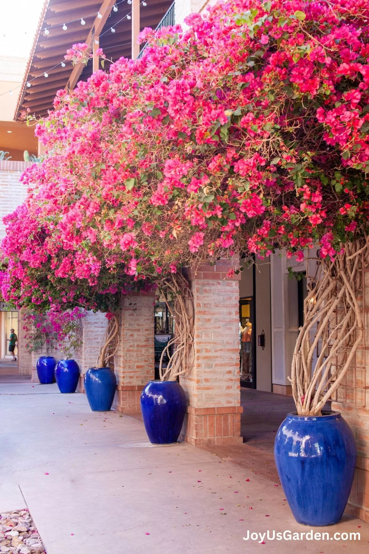 Vibrant pink bougainvillea thriving in large blue decorative pots at a shopping center, showcasing successful container gardening.