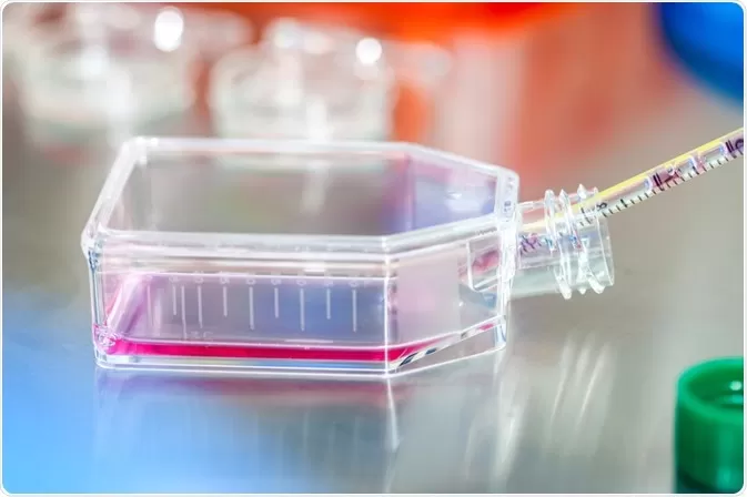 Descriptive alt text for a stock image showing a person working in a sterile laboratory setting with flasks, symbolizing the careful technique required in plant tissue culture to prevent contamination.