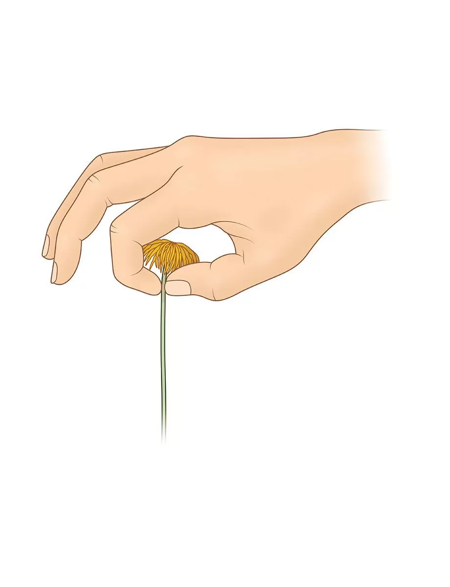 Close-up of gardener's hand pinching off a spent flower head from a plant with green leaves.