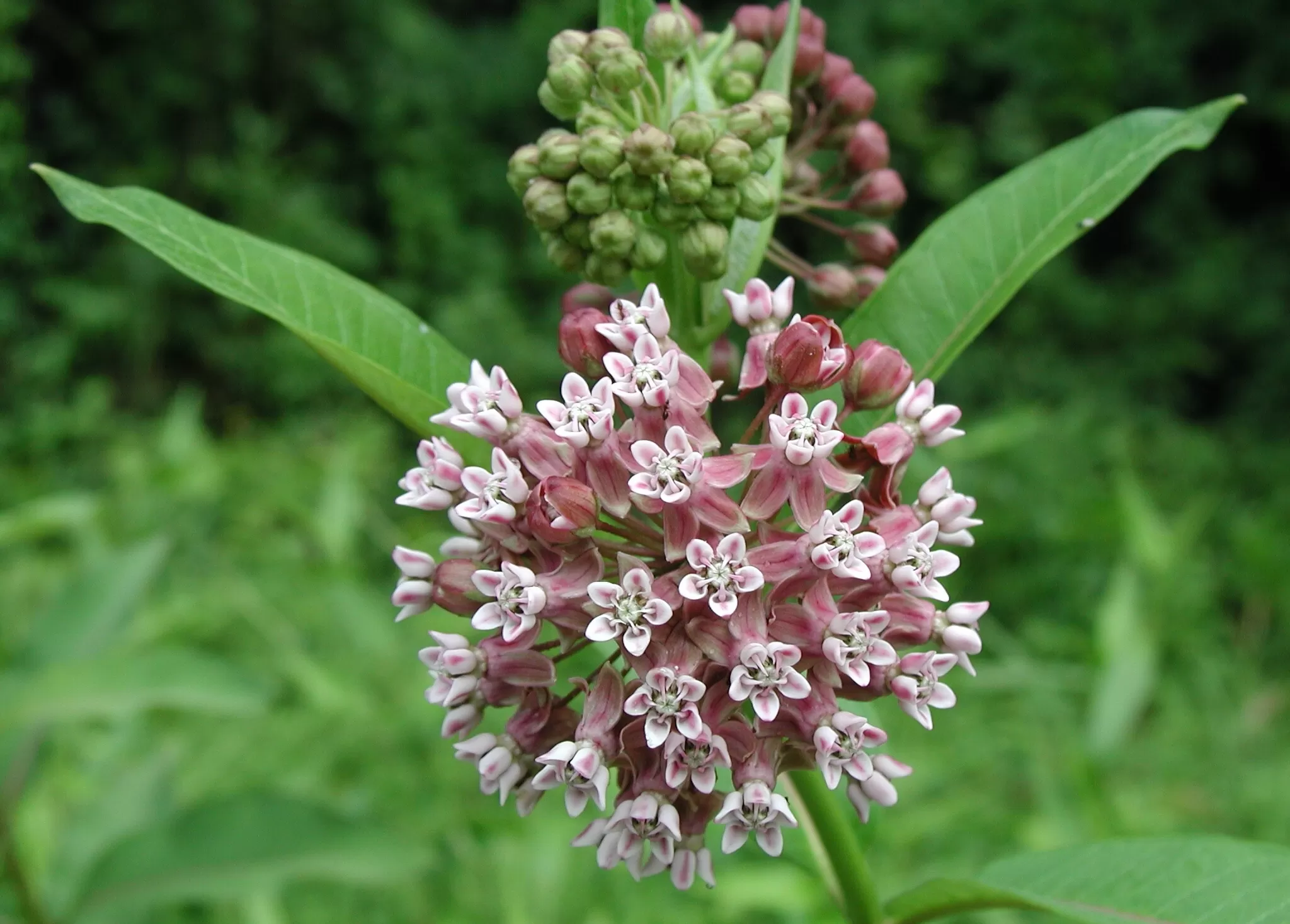 Vibrant pink-purple flower clusters of Common Milkweed (Asclepias syriaca), a top choice among milkweed varieties for monarch caterpillars.