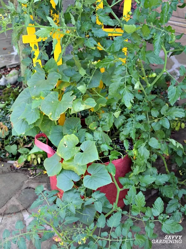 Learn how to grow cucumbers in a container garden