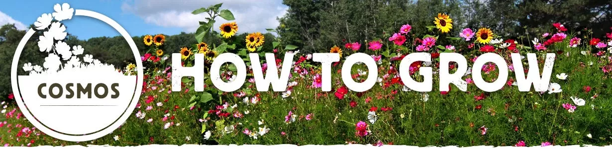 how to grow cosmos