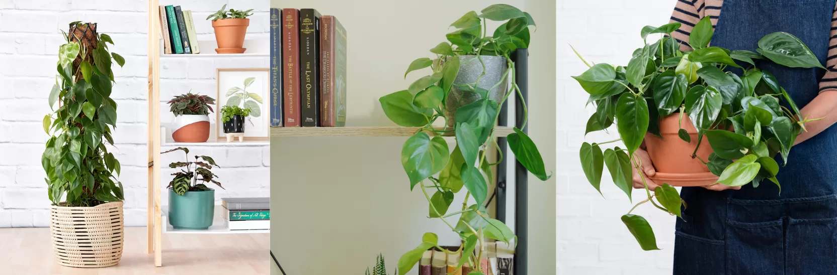 Vibrant green heart-shaped leaves of a Heartleaf Philodendron trailing from a hanging pot