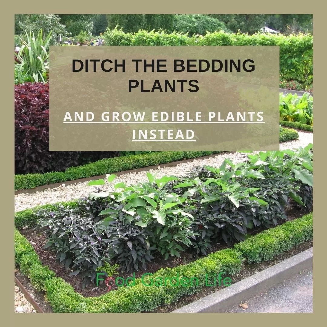 Formal garden bed showcasing colorful edible landscape plants like peppers and herbs.