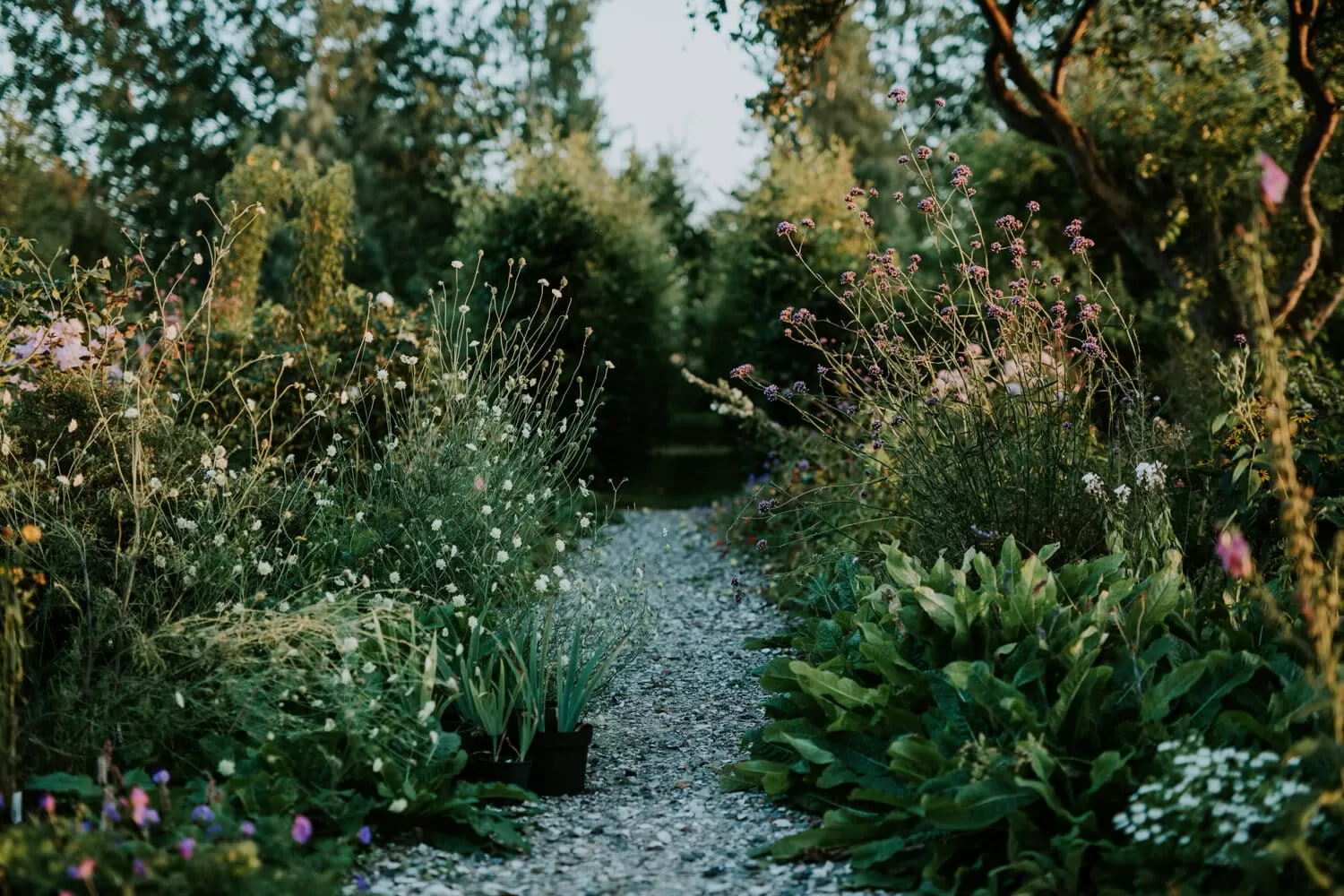 Wild cottage garden with a mix of trees, shrubs, perennials, and annuals creating a lush, layered look.