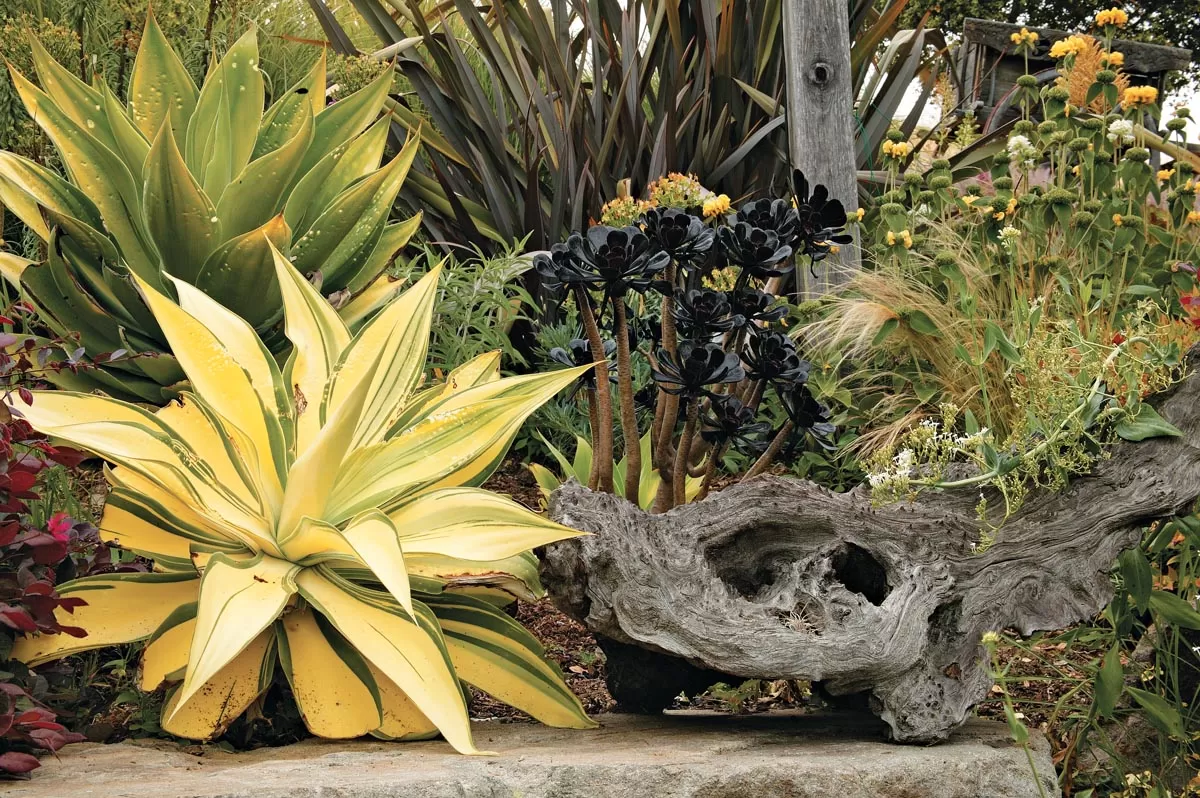 Dramatic succulent and grass container planting