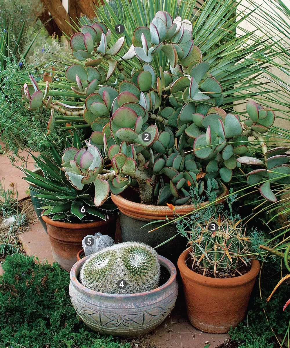 a group of containers planted with cacti and succulents