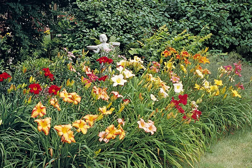 Bright orange daylilies bordering a garden path, adding vibrant color and potential fragrance to the fragrant walkway design.