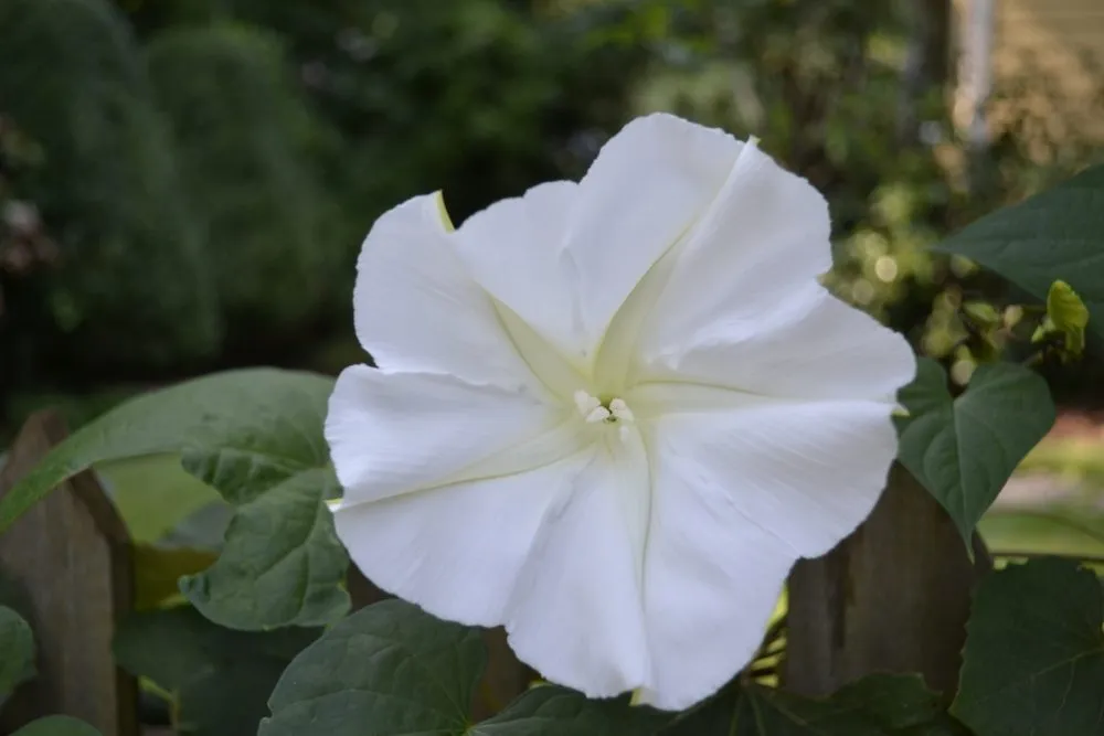 Moon Vine flower opening at dusk