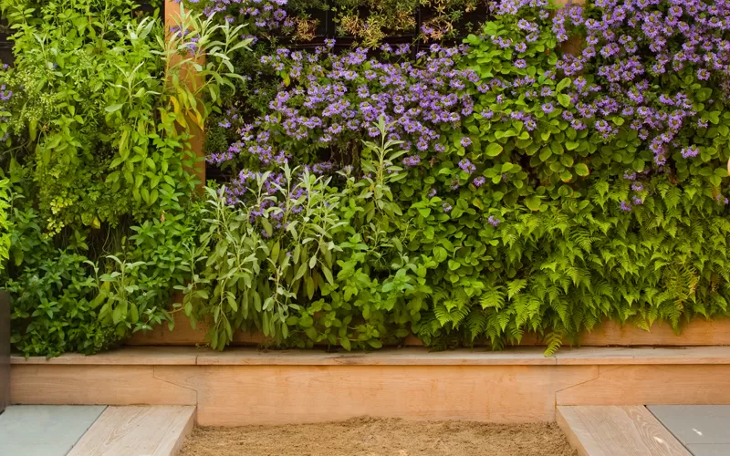 Lush green wall with diverse plants above a children's sandbox in a residential garden