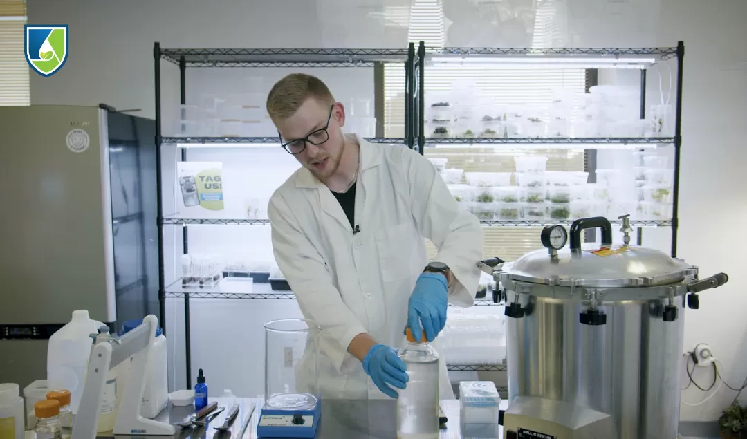 Person working inside a laminar flow hood or clean bench during plant tissue culture transfer.