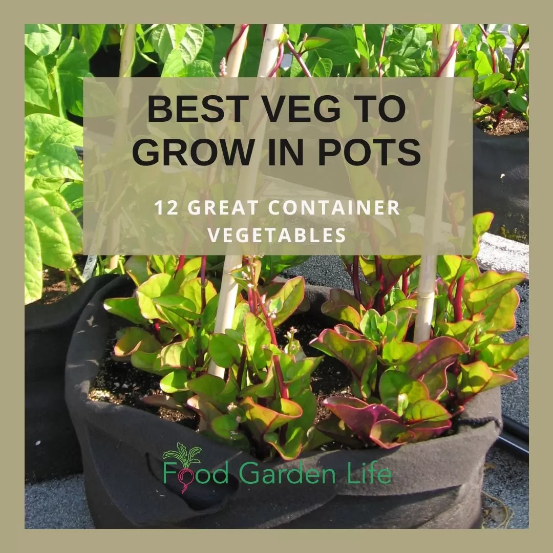 A vibrant header image for a guide to growing vegetables in containers, showcasing lush green Malabar spinach overflowing from a pot.