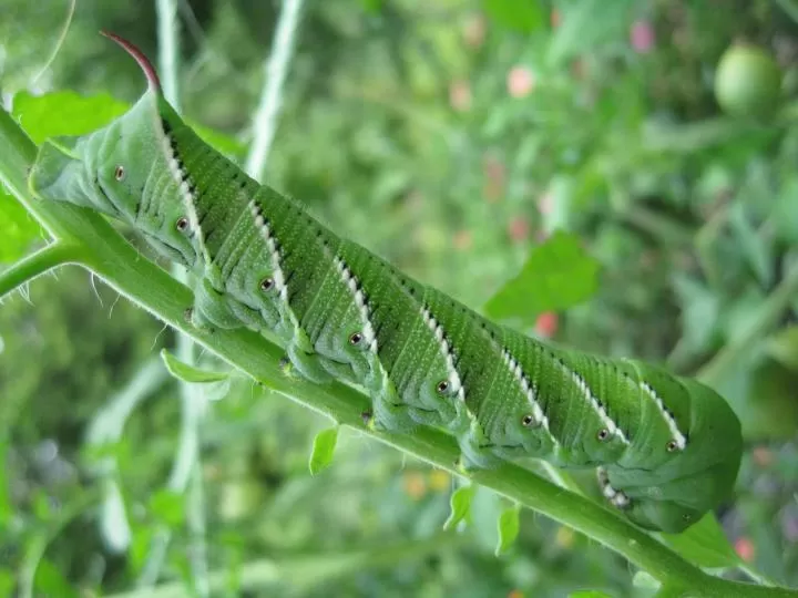 Large green hornworm caterpillar feeding on a tomato plant stem