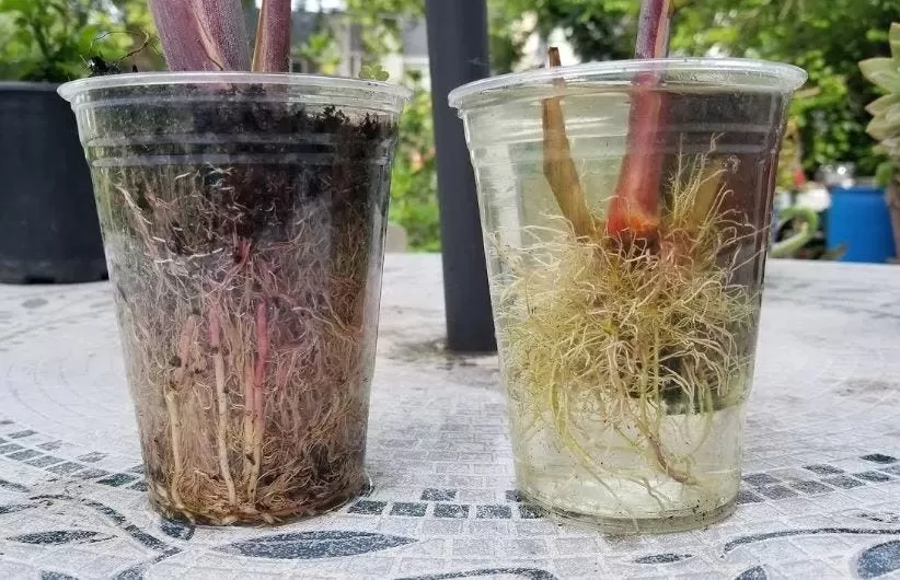 Side-by-side image comparing the appearance of water roots and soil roots on plant cuttings.