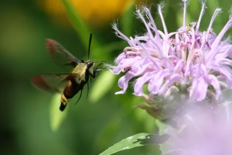 Vibrant wild bergamot flower attracting a hummingbird clearwing moth, showcasing a healthy pollinator garden ecosystem.