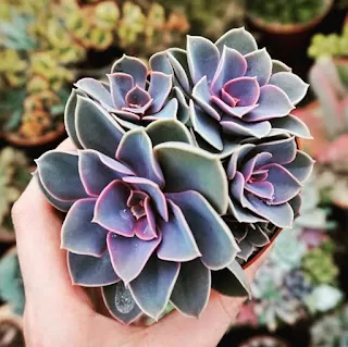 Healthy, compact succulent rosettes thriving