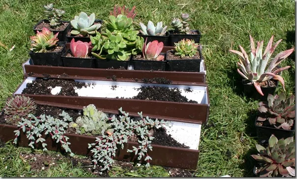 Hand planting herbs into vertical trays
