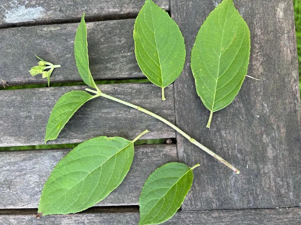 Gardener trimming lower leaves and soft tip from a plant cutting during June propagation.