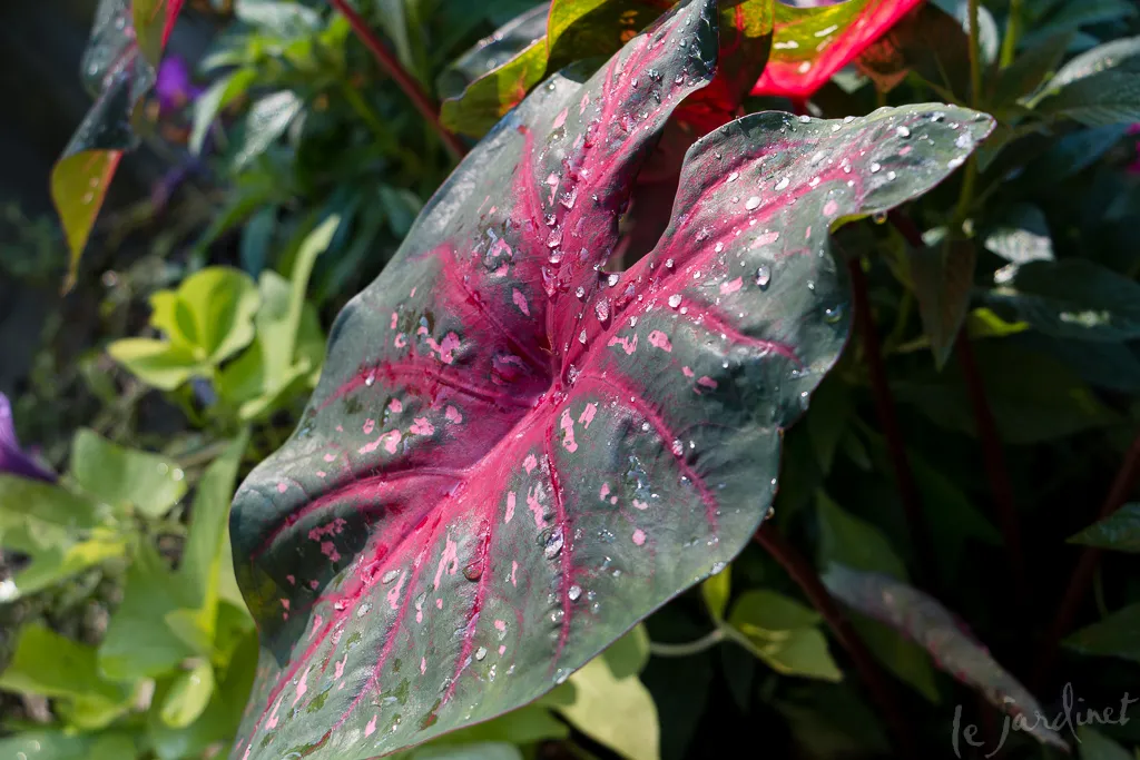 White caladiums with pink veins paired with dark purple calathea and chartreuse foliage in a striking tropical patio container garden.