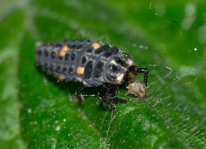 Beneficial ladybug larva crawling on a green leaf, hunting aphids.