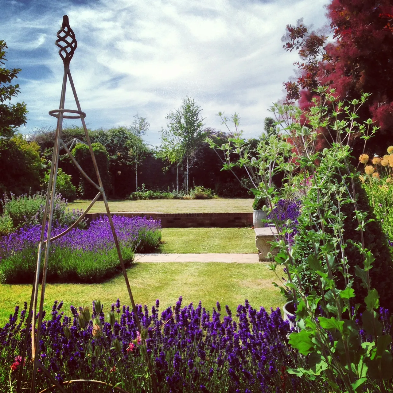 Sprawling English lavender before hard pruning, looking leggy in 2013.