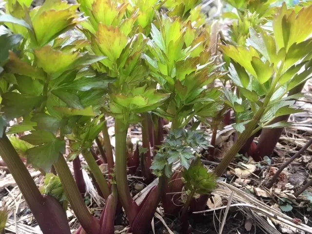 Lovage plant with large, deep green, celery-like leaves growing in a garden bed, an edible perennial for small yards.