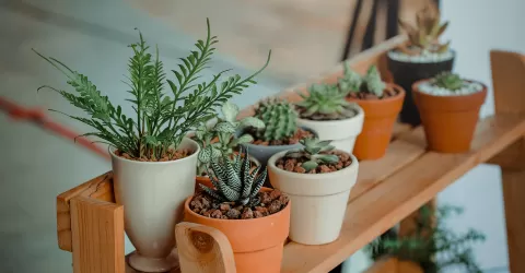 NASA List of best indoor house plants