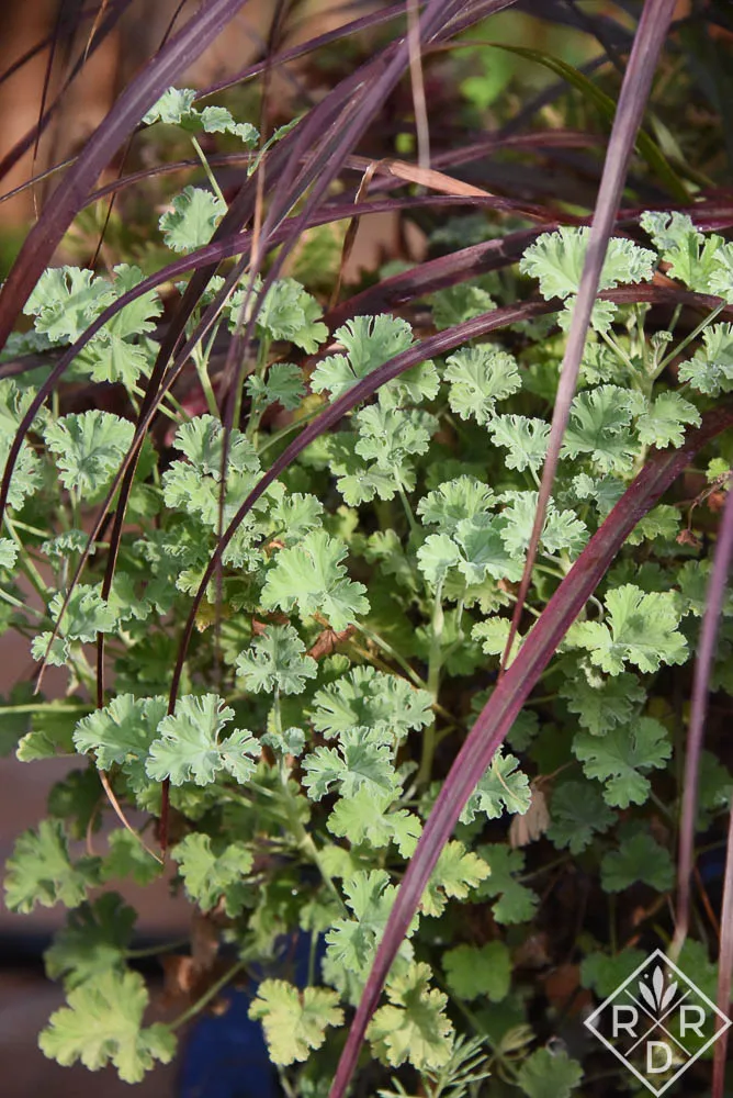 Nutmeg scented pelargonium with soft blue-green leaves