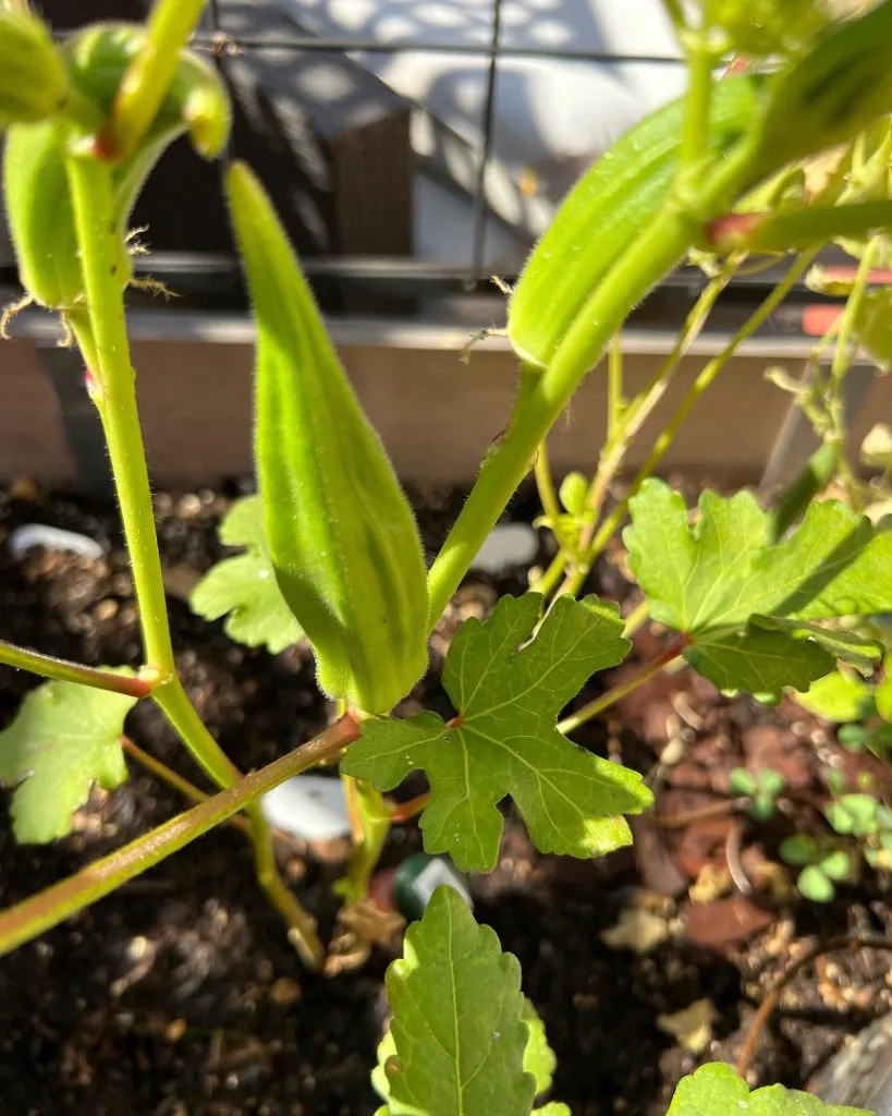 Tall okra plant thriving in a large container on a balcony garden