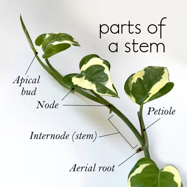 Diagram showing plant stem nodes and parts on a Pothos N'Joy plant, highlighting where new roots grow for propagation