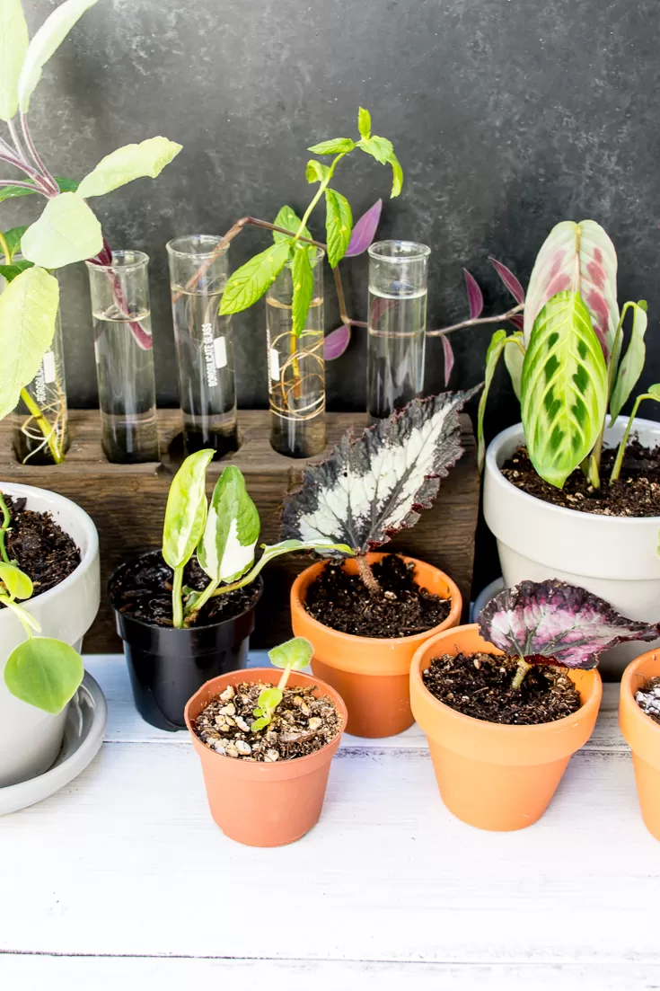 A collection of plant cuttings in various glass containers, showcasing easy water propagation methods