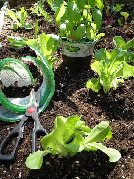 Lettuce plants growing in a garden bed, adapted to their spacing