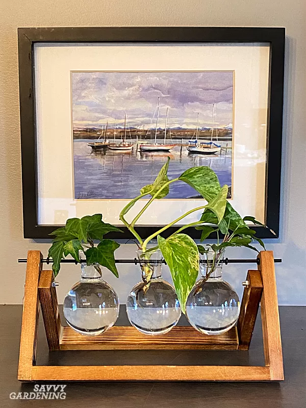 Collection of water-only houseplants displayed in glass containers on a wooden stand, showcasing soil-free indoor gardening.