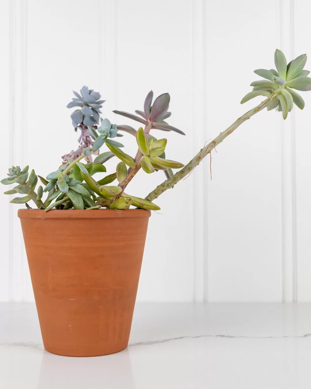 Example of a leggy succulent reaching for light.
