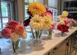 Cut dahlia blooms in various colors arranged in glass vases on a servery counter.