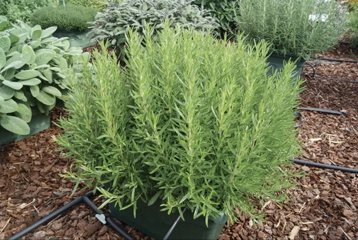 Detailed view of a lush rosemary plant, perfect for container herb gardens.