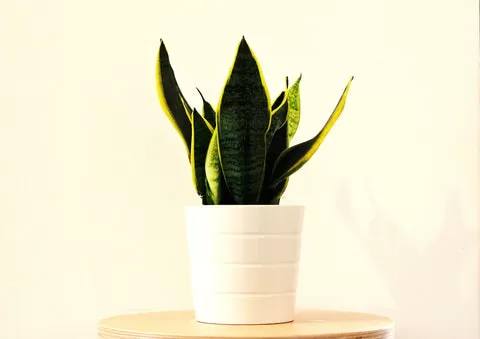 Close-up of vibrant green and yellow striped leaves of a Sansevieria plant, commonly known as a Snake Plant, ideal for bedrooms