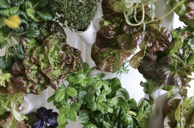 Thriving leafy greens growing in a hydroponic indoor system