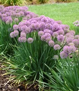 'Serendipity' ornamental onion with purple flowers