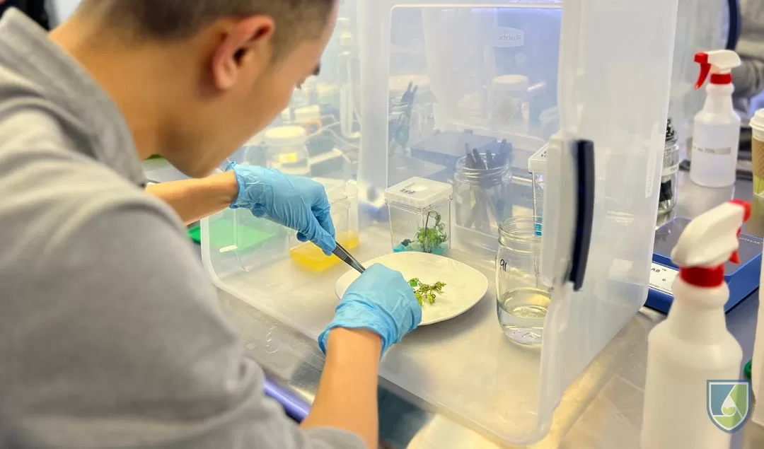 Student working with plant tissue cultures inside a still air box for sterility