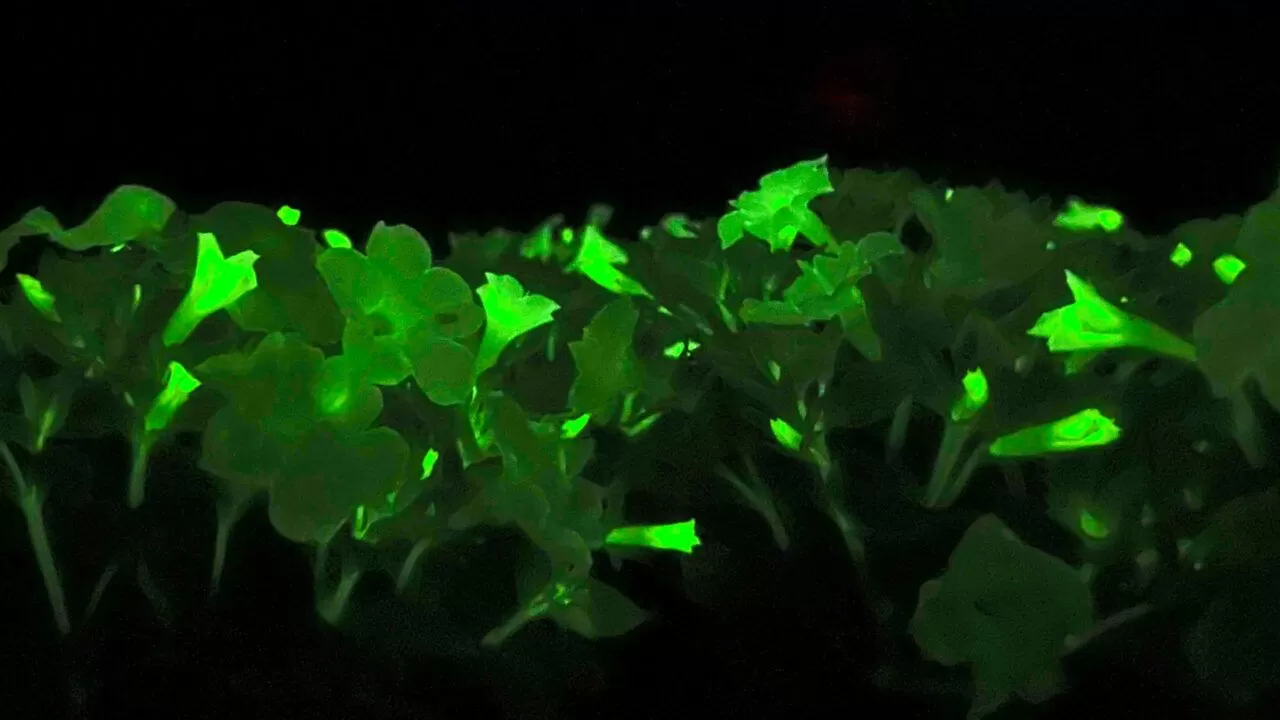 Stunning Firefly Petunias glowing softly in a decorative outdoor container at twilight, showcasing unique bioluminescence