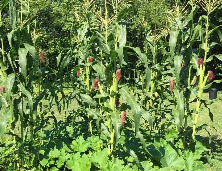 Historic "Three Sisters" companion planting: corn, beans, and squash growing together.