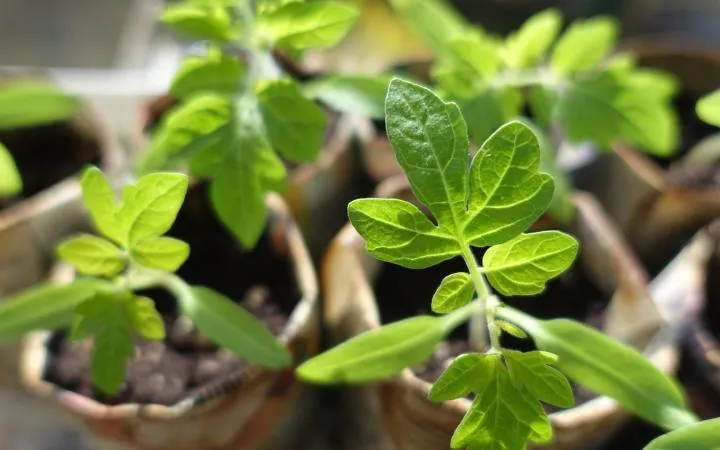 Tomato seedlings