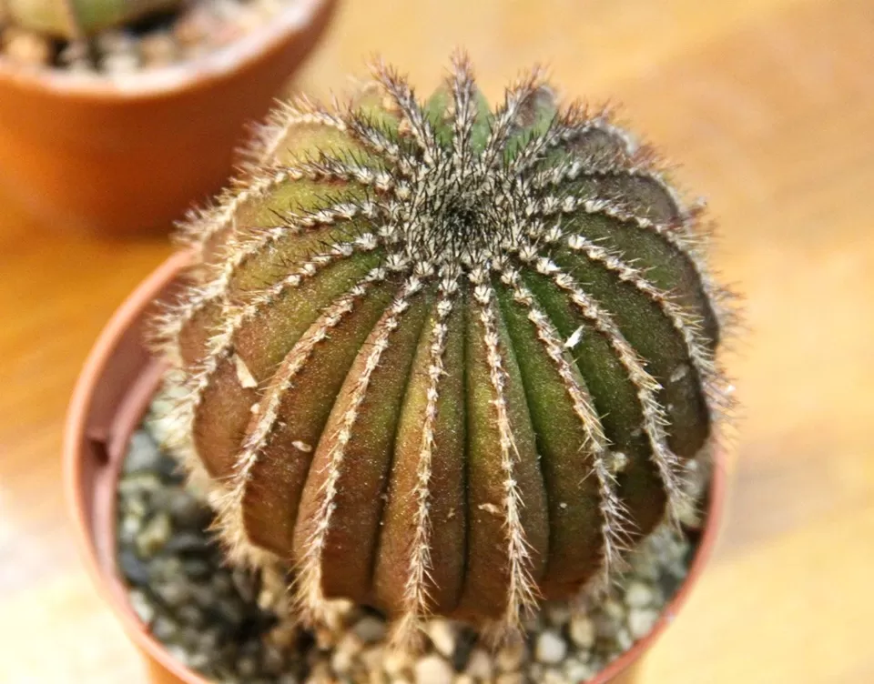 Close-up of a Uebelmannia pectinifera cactus showcasing its ribbed structure and spines.