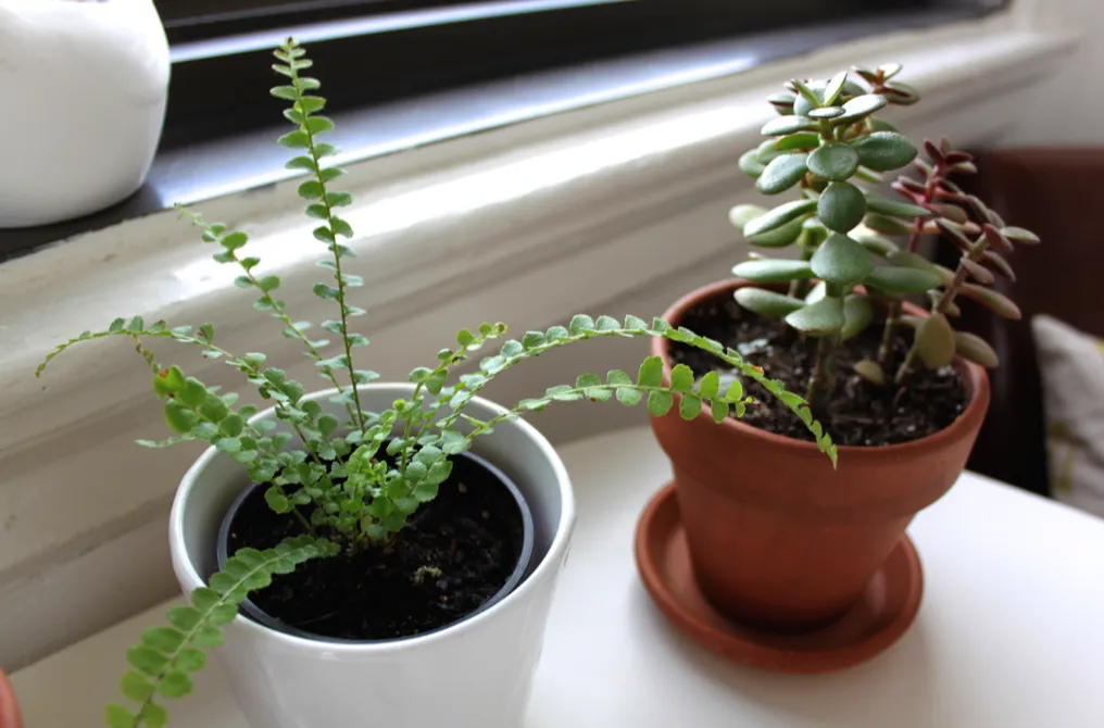 Diagram illustrating a simple DIY houseplant self-watering wicking system setup