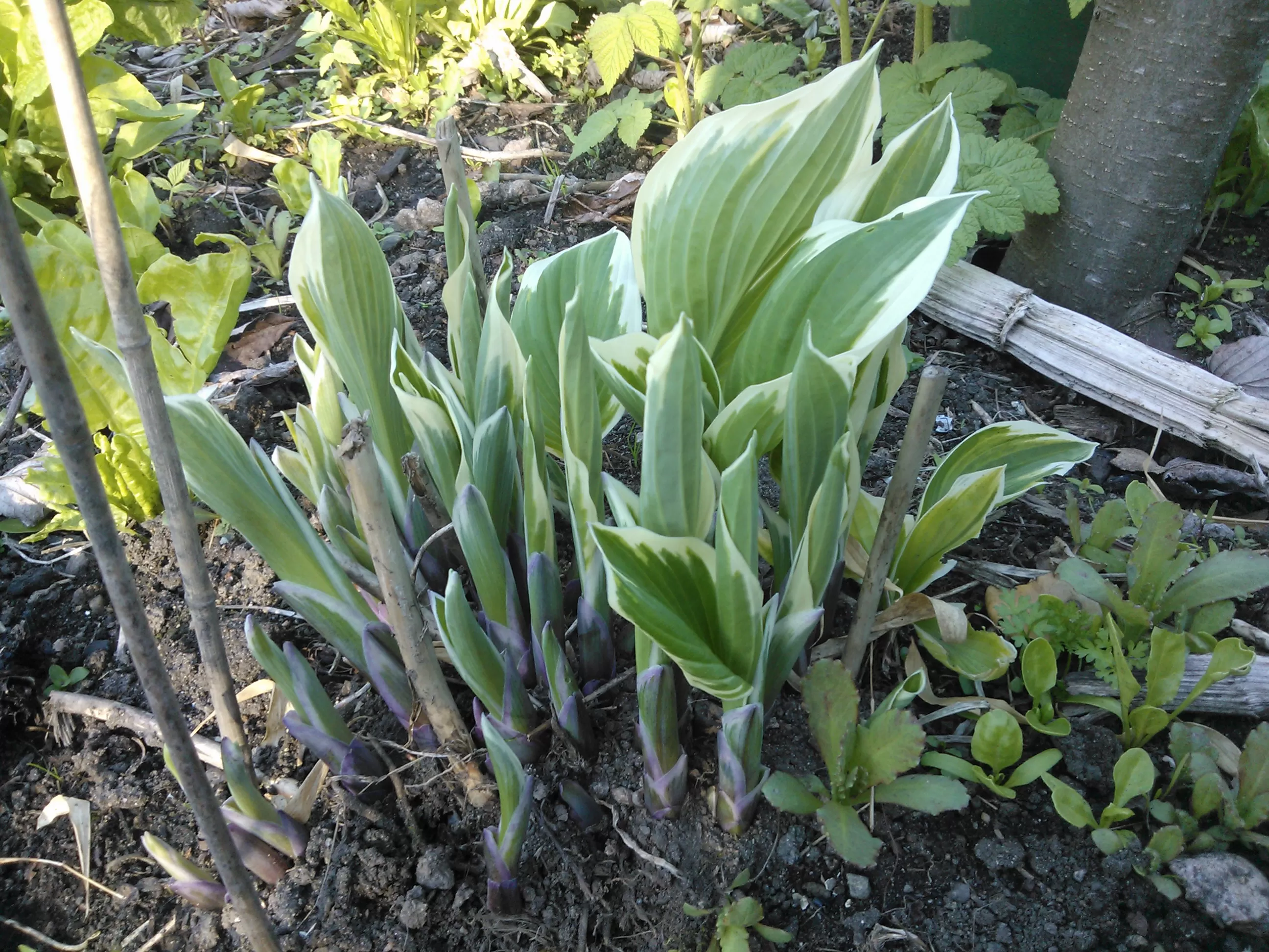 A lush clump of hosta plants growing in a garden bed.