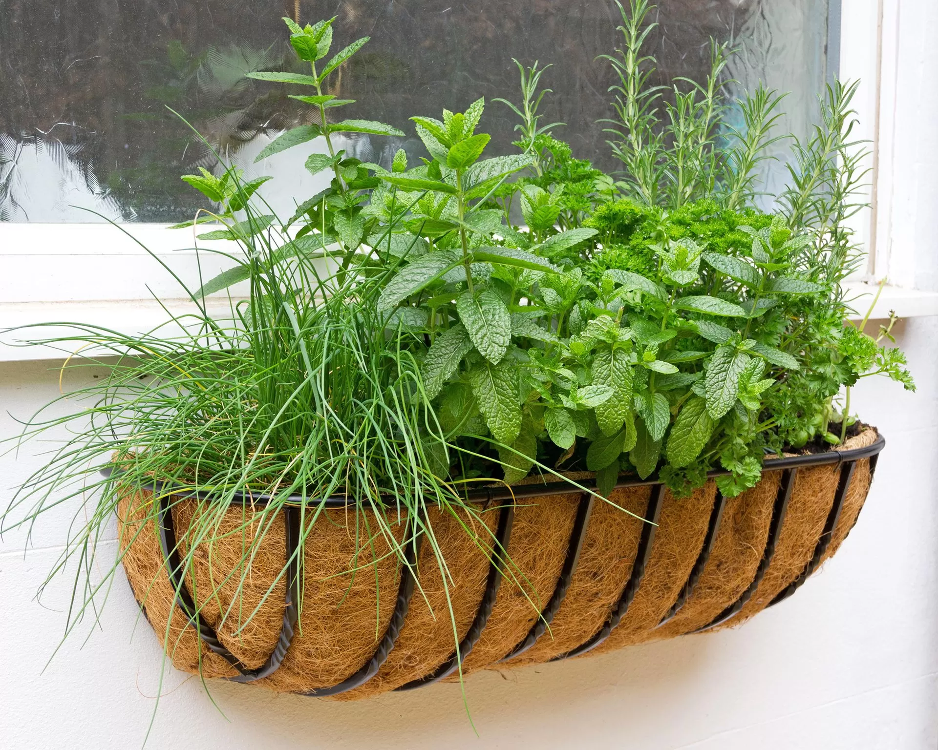 Window box herb garden