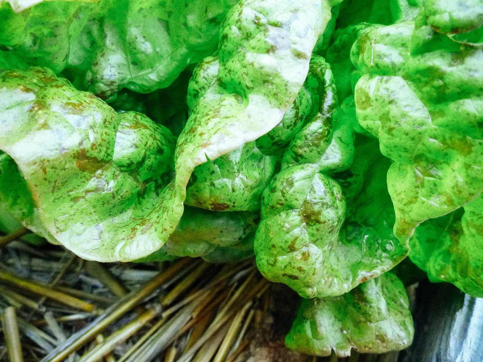 Red-speckled leaves on Butterhead Speckles lettuce